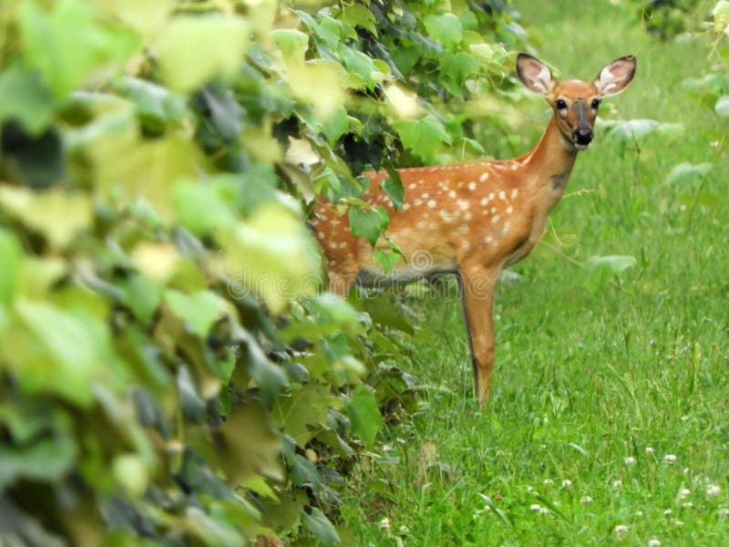 Covered grapevines offer protection for young wildlife such as this fawn. Covered grapevines offer protection for young wildlife such as this fawn.