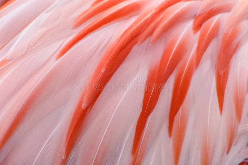 Il fenicottero rosa naturale ed esotico mette le piume alla struttura del fondo fotografia stock libera da diritti Il fenicottero rosa naturale ed esotico mette le piume alla struttura del fondo fotografia stock libera da diritti