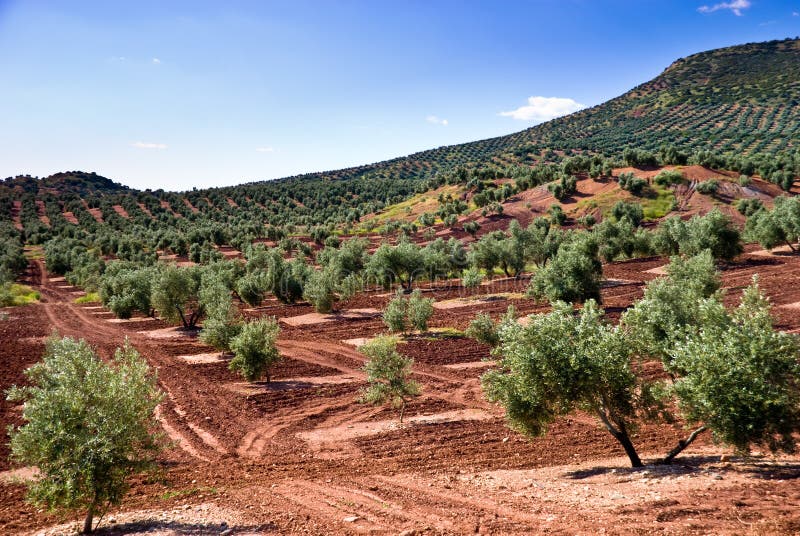 Il fianco di una collina di olivo immagini stock Il fianco di una collina di olivo immagini stock
