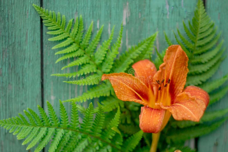 Il fiore arancio dell'emerocallide e la felce verde va su fondo di legno dipinto vecchia annata, copyspace immagine stock libera da diritti Il fiore arancio dell'emerocallide e la felce verde va su fondo di legno dipinto vecchia annata, copyspace immagine stock libera da diritti