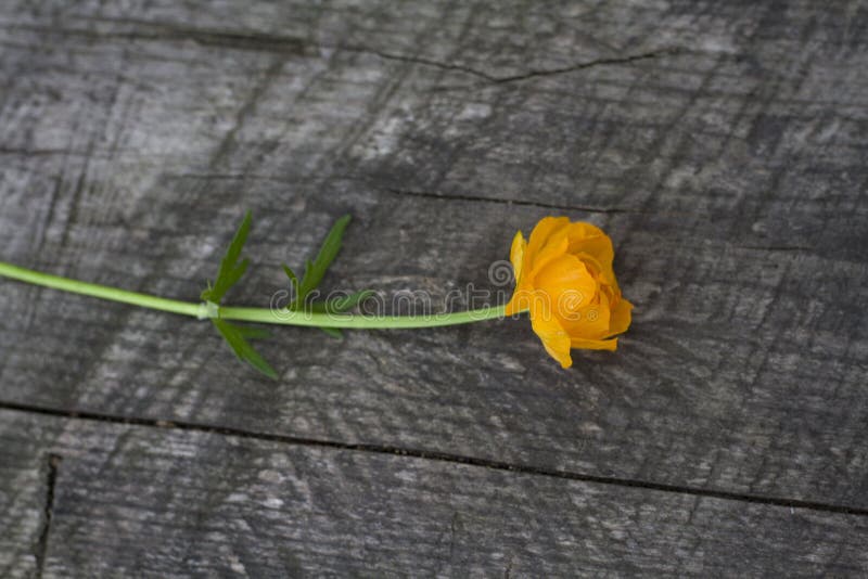 Il fiore arancio dell'estate si trova su un fondo grigio di vecchio legno immagini stock Il fiore arancio dell'estate si trova su un fondo grigio di vecchio legno immagini stock