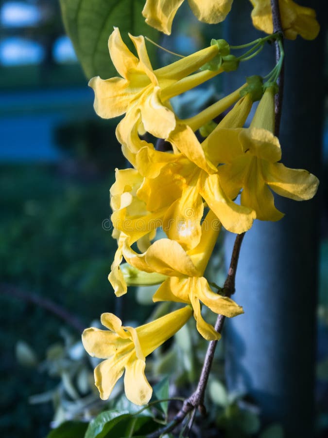 Il fiore giallo di Kirkii di thunbergia immagine stock Il fiore giallo di Kirkii di thunbergia immagine stock