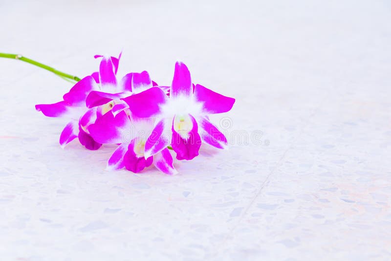 Il fiore porpora del mazzo dell'orchidea bello sul fondo del pavimento di terrazzo con lo spazio della copia aggiunge il fuoco sc immagini stock libere da diritti Il fiore porpora del mazzo dell'orchidea bello sul fondo del pavimento di terrazzo con lo spazio della copia aggiunge il fuoco sc immagini stock libere da diritti