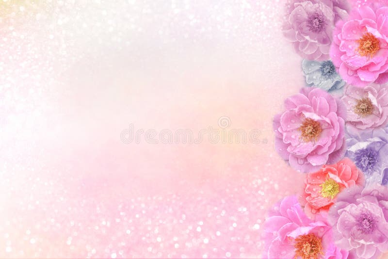 Beautiful romantic pink purple roses flower border on soft glitter background for valentine or wedding card in pastel tone ,copy space for text. Beautiful romantic pink purple roses flower border on soft glitter background for valentine or wedding card in pastel tone ,copy space for text