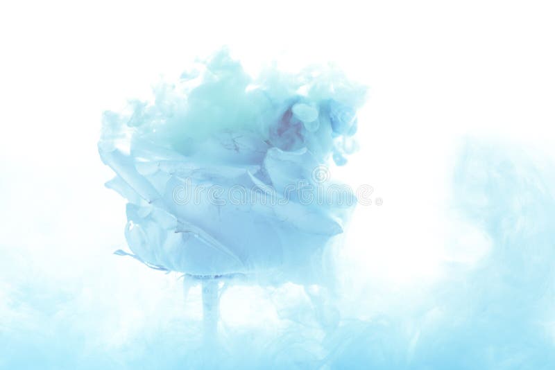 Il fiore rosa luminoso con il blu spruzza isolato su fondo bianco fotografia stock Il fiore rosa luminoso con il blu spruzza isolato su fondo bianco fotografia stock
