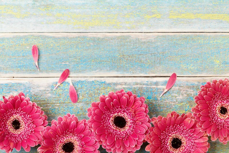 Il fiore rosso fresco della gerbera rasenta il fondo di legno d'annata Cartolina d'auguri di giorno della donna o della madre Sti fotografia stock Il fiore rosso fresco della gerbera rasenta il fondo di legno d'annata Cartolina d'auguri di giorno della donna o della madre Sti fotografia stock