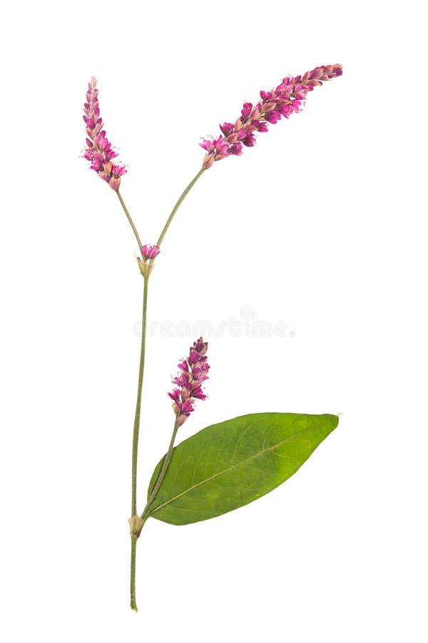 Il fiore urgente e secco smartweed o il hydropiper di persicaria immagine stock libera da diritti Il fiore urgente e secco smartweed o il hydropiper di persicaria immagine stock libera da diritti