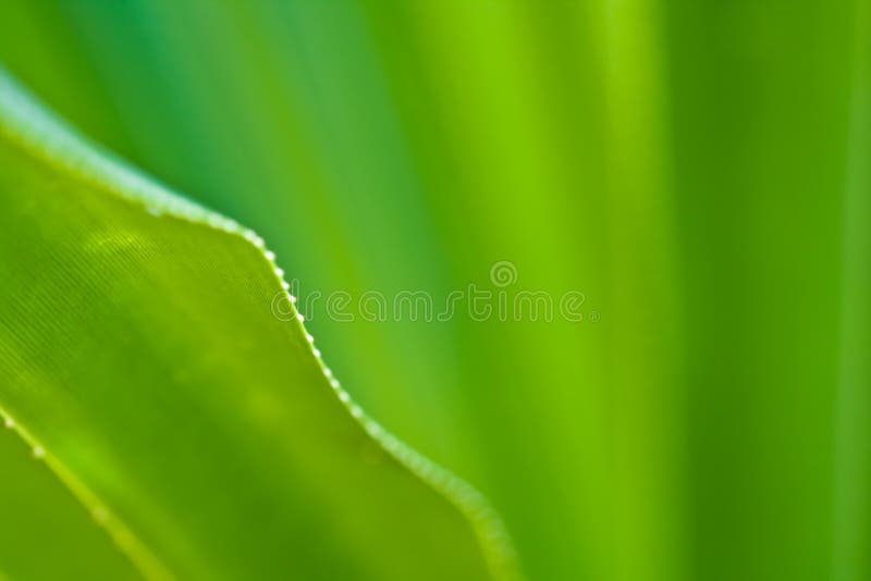 Il foglio verde venato i particolari fotografia stock