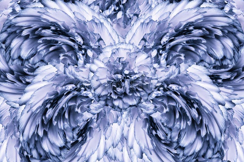 Il fondo astratto dei petali di un chiodo di garofano bianco-blu fiorisce Priorità bassa floreale immagine stock libera da diritti Il fondo astratto dei petali di un chiodo di garofano bianco-blu fiorisce Priorità bassa floreale immagine stock libera da diritti