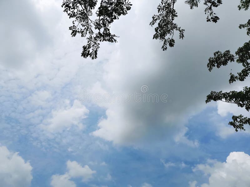 Il fondo dei rami di albero e le foglie profilano sul cielo nuvoloso blu immagine stock libera da diritti Il fondo dei rami di albero e le foglie profilano sul cielo nuvoloso blu immagine stock libera da diritti