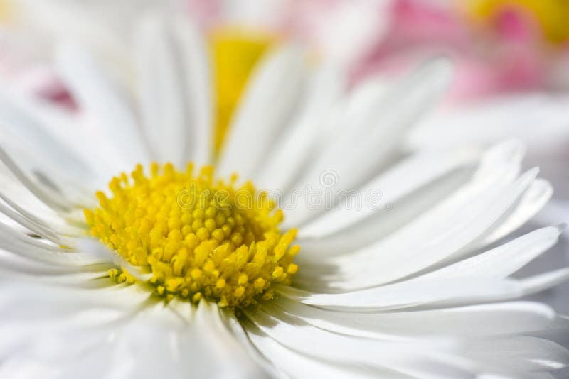Il fondo isolato con la margherita bianca fiorisce con un nucleo giallo ed i petali rosa fotografia stock libera da diritti Il fondo isolato con la margherita bianca fiorisce con un nucleo giallo ed i petali rosa fotografia stock libera da diritti