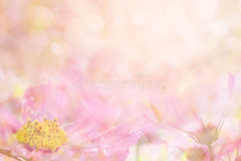 Il fondo rosa dolce molle astratto del fiore da universo fiorisce