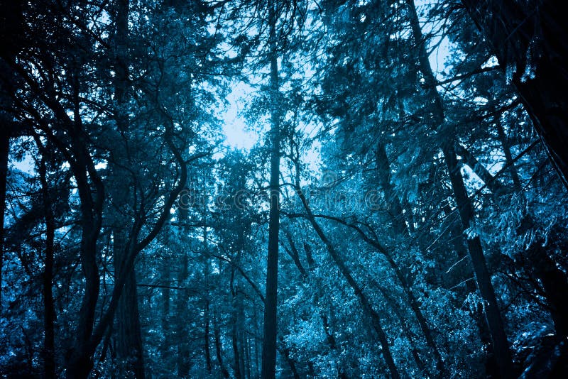 A serene frozen icy forrest. A serene frozen icy forrest