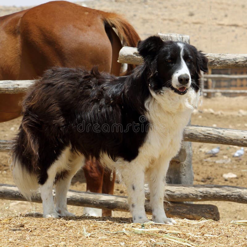 Il forte cane irsuto custodice il recinto chiuso del cavallo su un'azienda agricola negev immagini stock libere da diritti Il forte cane irsuto custodice il recinto chiuso del cavallo su un'azienda agricola negev immagini stock libere da diritti