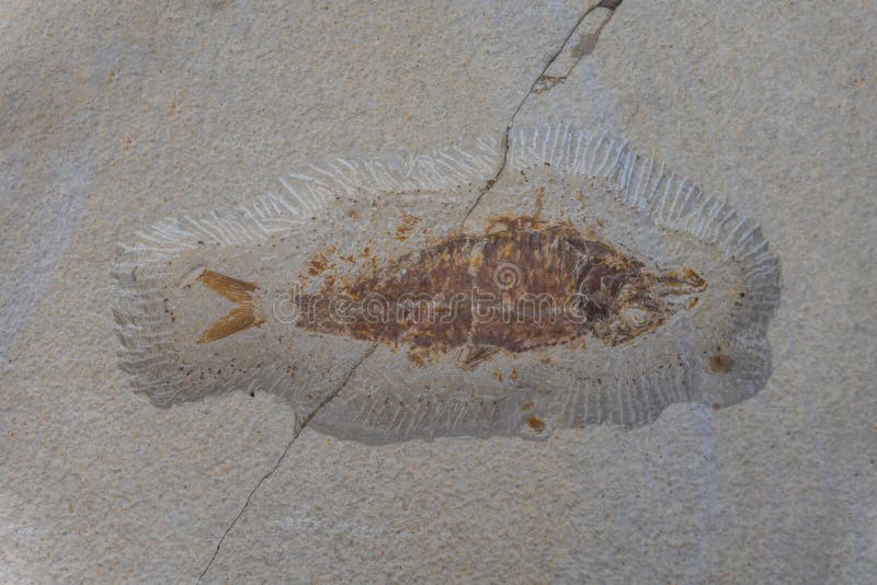 Il fossile del pesce antico in una roccia immagine stock libera da diritti Il fossile del pesce antico in una roccia immagine stock libera da diritti