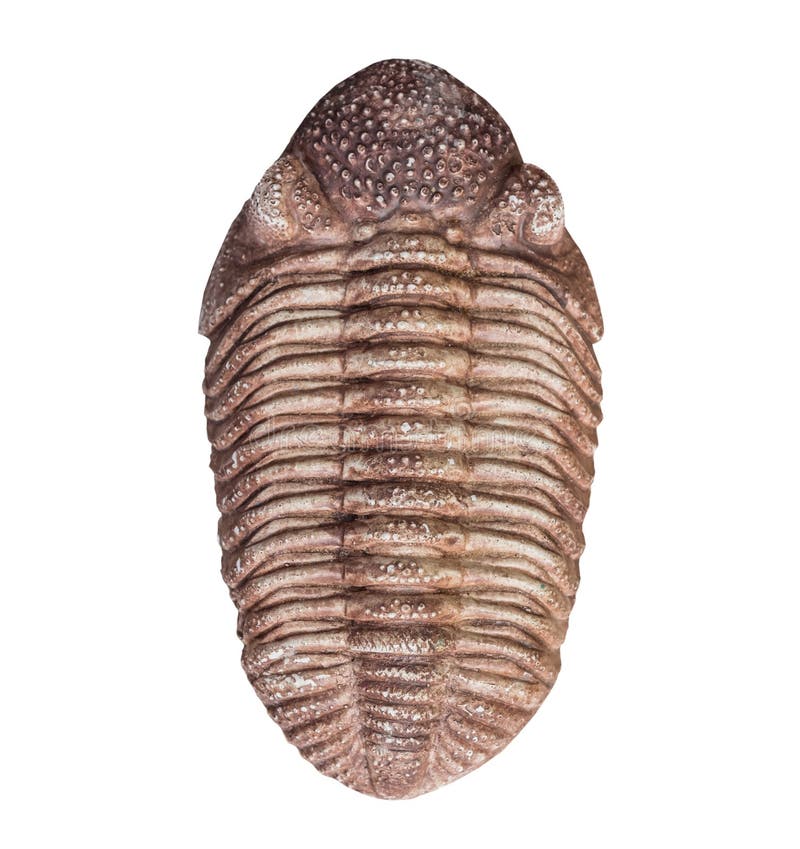 Il fossile della trilobite su fondo bianco, isolato fotografia stock libera da diritti Il fossile della trilobite su fondo bianco, isolato fotografia stock libera da diritti