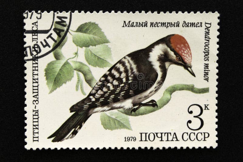Il francobollo dell'URSS, serie - uccelli - dimostratori della foresta, 1979 fotografia stock Il francobollo dell'URSS, serie - uccelli - dimostratori della foresta, 1979 fotografia stock