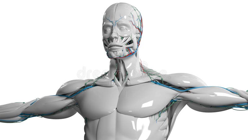 Il fronte ed il torso umani dell'anatomia in porcellana finiscono su fondo bianco normale illustrazione vettoriale Il fronte ed il torso umani dell'anatomia in porcellana finiscono su fondo bianco normale illustrazione vettoriale