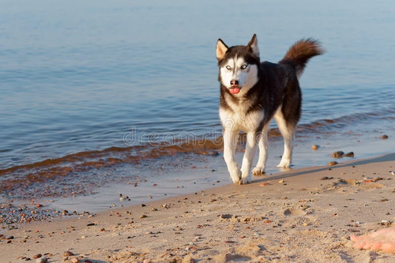 Il funzionamento sul bordo del ` s dell'acqua, il funzionamento del cane del husky del cane sulla spiaggia, il cane ha attaccato immagine stock Il funzionamento sul bordo del ` s dell'acqua, il funzionamento del cane del husky del cane sulla spiaggia, il cane ha attaccato immagine stock