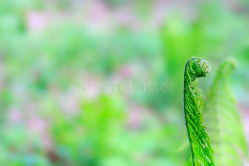 Il fuoco selettivo sulla giovane fronda o foglia della felce con lo spazio della copia facendo uso come di natura ha offuscato il fotografia stock Il fuoco selettivo sulla giovane fronda o foglia della felce con lo spazio della copia facendo uso come di natura ha offuscato il fotografia stock