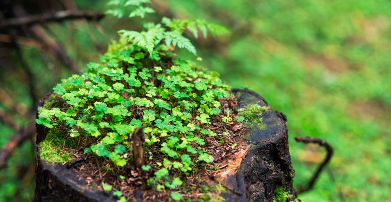 Il futuro del fondo della natura, l'ecologia, conserva la natura del pianeta fotografie stock libere da diritti Il futuro del fondo della natura, l'ecologia, conserva la natura del pianeta fotografie stock libere da diritti