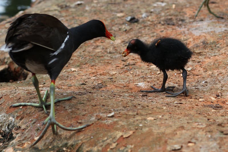 Il gallinule comune immagine stock libera da diritti Il gallinule comune immagine stock libera da diritti