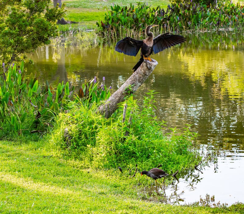 Il Gallinule comune ed il Anhinga fotografie stock Il Gallinule comune ed il Anhinga fotografie stock