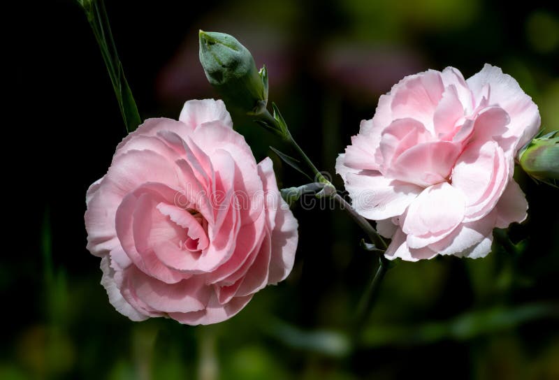 Il garofano è aumentato rosa su fondo verde fotografia stock Il garofano è aumentato rosa su fondo verde fotografia stock