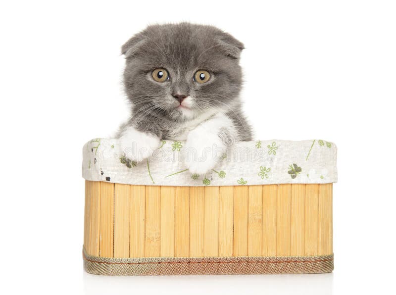 Il gattino di Wicker Basket Surprise fotografie stock