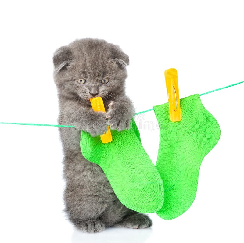 Kitten removes dried after washing underwear with rope. isolated on white background. Kitten removes dried after washing underwear with rope. isolated on white background.