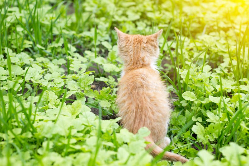 Il gattino rosso si siede indietro dentro fotografia stock Il gattino rosso si siede indietro dentro fotografia stock
