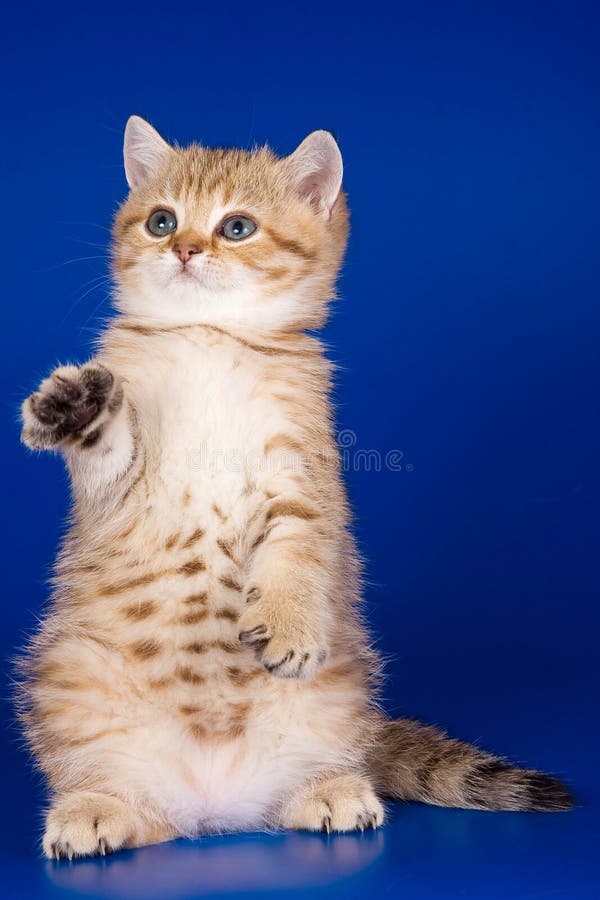 Il gatto britannico del gattino del soriano dello zenzero sta sulle sue gambe posteriori su un blu fotografia stock libera da diritti Il gatto britannico del gattino del soriano dello zenzero sta sulle sue gambe posteriori su un blu fotografia stock libera da diritti