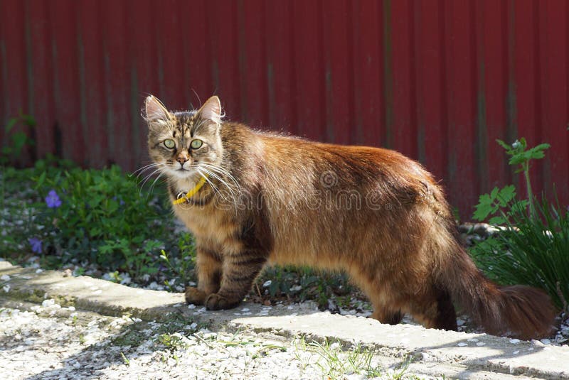 Il gatto di Brown sta su asfalto grigio e nell'erba verde contro la parete del recinto. I supporti marroni di un gatto su asfalto grigio ed in erba verde contro una parete del recinto nella via