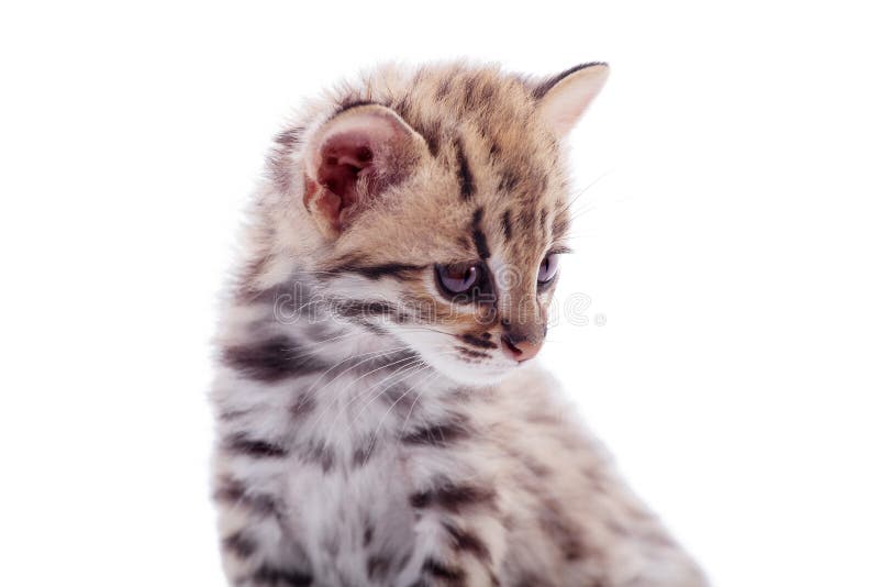 Il gatto di leopardo asiatico su bianco fotografia stock Il gatto di leopardo asiatico su bianco fotografia stock