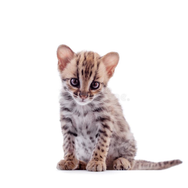 Il gatto di leopardo asiatico su bianco immagini stock libere da diritti Il gatto di leopardo asiatico su bianco immagini stock libere da diritti