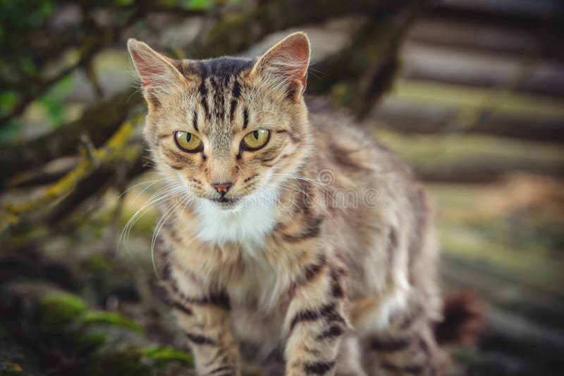 Il gatto di soriano colorato sta su un vecchio tetto coperto di muschio verde immagine stock libera da diritti Il gatto di soriano colorato sta su un vecchio tetto coperto di muschio verde immagine stock libera da diritti