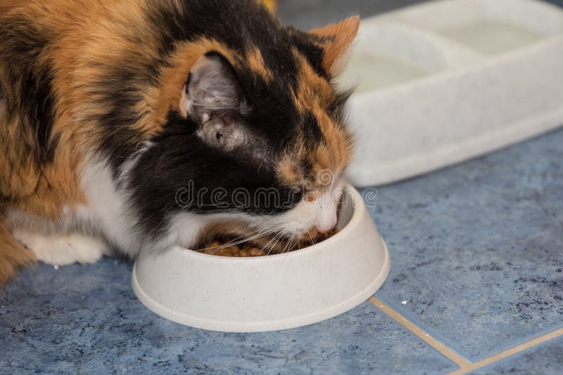 Il gatto di tricromia mangia immagine stock Il gatto di tricromia mangia immagine stock