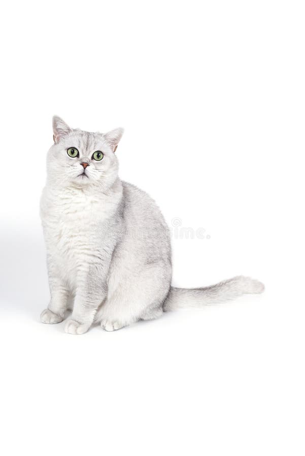 Il gatto fumoso britannico di Lorthair isolato su bianco sta aspettando fotografia stock Il gatto fumoso britannico di Lorthair isolato su bianco sta aspettando fotografia stock