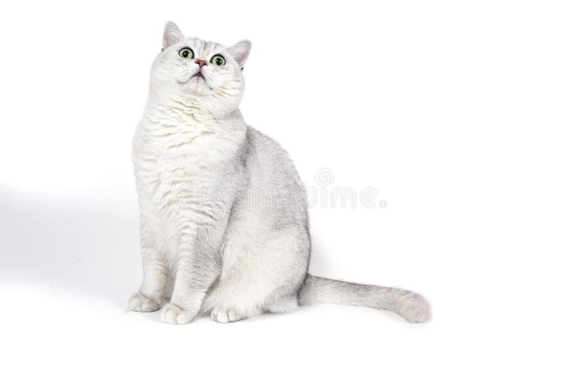 Il gatto fumoso britannico di Lorthair isolato su bianco sta aspettando fotografia stock libera da diritti Il gatto fumoso britannico di Lorthair isolato su bianco sta aspettando fotografia stock libera da diritti