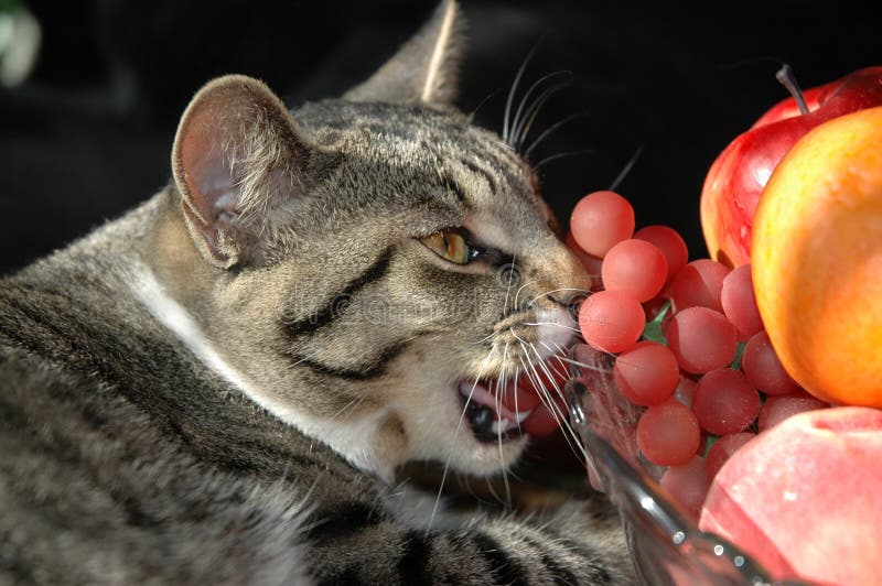 Il gatto gradice la frutta fotografie stock libere da diritti Il gatto gradice la frutta fotografie stock libere da diritti