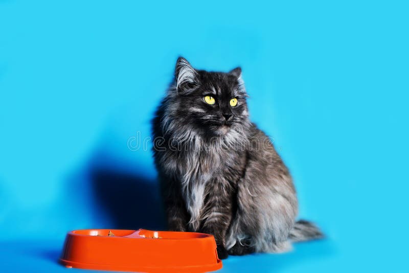 Il gatto grigio con giallo osserva con una ciotola di alimento su fondo blu fotografia stock libera da diritti Il gatto grigio con giallo osserva con una ciotola di alimento su fondo blu fotografia stock libera da diritti
