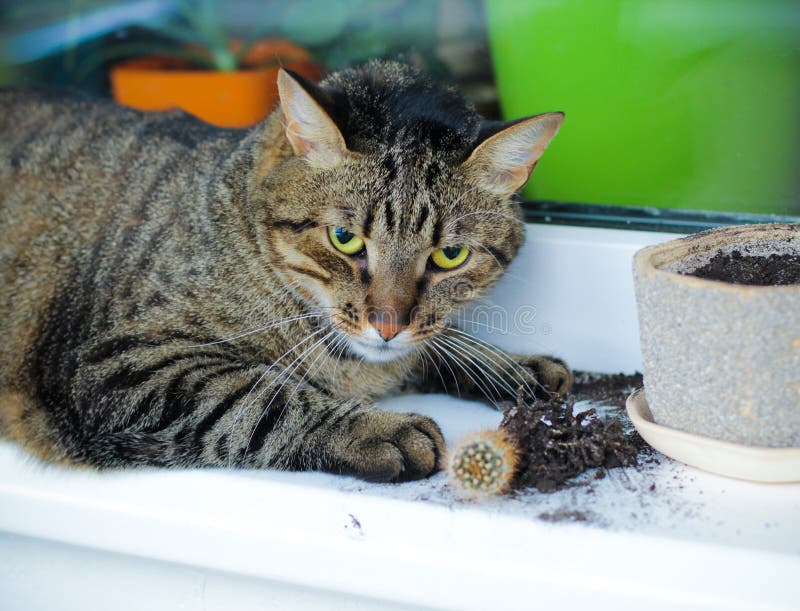 Il gatto ha scavato fuori un cactus immagini stock libere da diritti Il gatto ha scavato fuori un cactus immagini stock libere da diritti