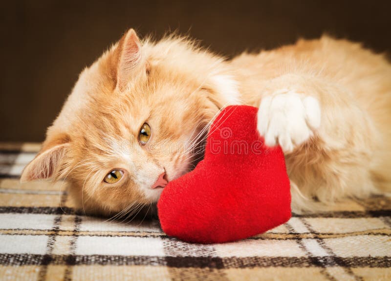 Il gatto lanuginoso dello zenzero è cuore molle commovente allegro del giocattolo immagine stock Il gatto lanuginoso dello zenzero è cuore molle commovente allegro del giocattolo immagine stock