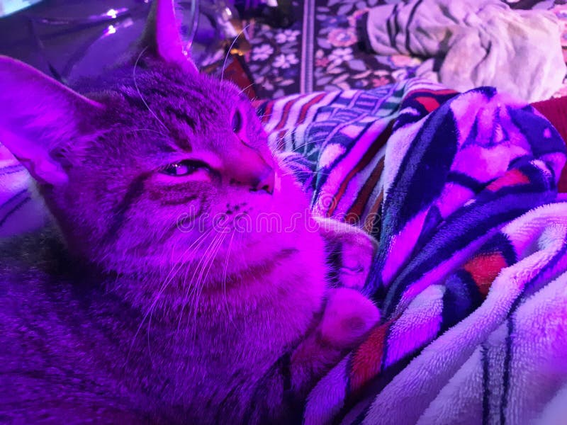 Il gatto malvagio con gli occhi malvagi fotografie stock libere da diritti Il gatto malvagio con gli occhi malvagi fotografie stock libere da diritti