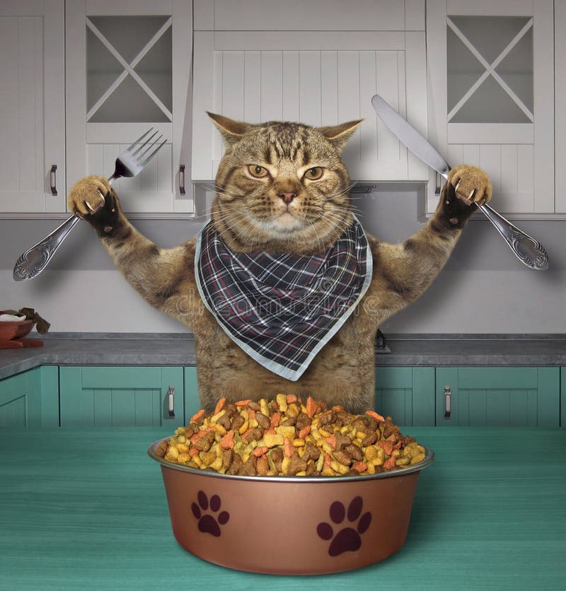 Il gatto mangia l'alimentazione asciutta dentro la cucina fotografia stock libera da diritti Il gatto mangia l'alimentazione asciutta dentro la cucina fotografia stock libera da diritti