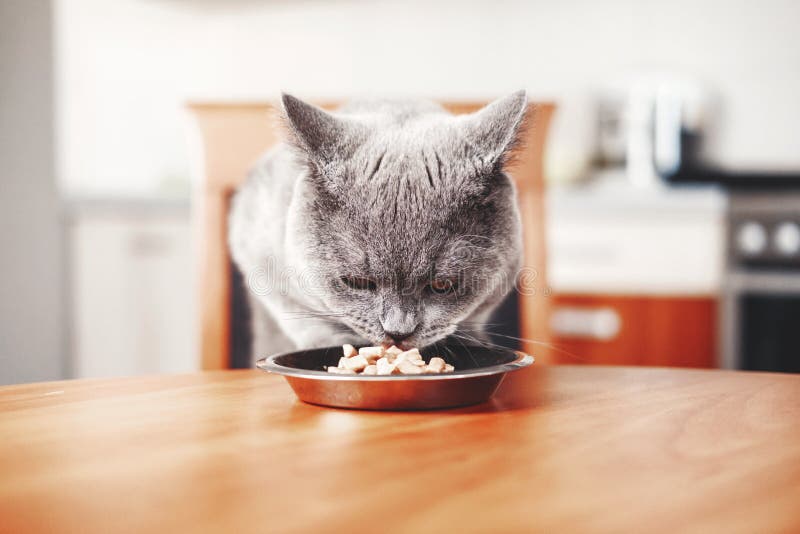 Il gatto mangia l'alimento da una ciotola alla tavola fotografie stock Il gatto mangia l'alimento da una ciotola alla tavola fotografie stock