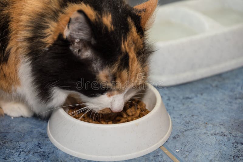 Il gatto mangia - il primo piano fotografia stock libera da diritti Il gatto mangia - il primo piano fotografia stock libera da diritti
