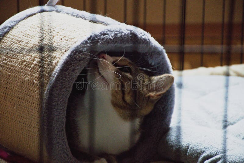 Il gatto nella gabbia fotografia stock Il gatto nella gabbia fotografia stock