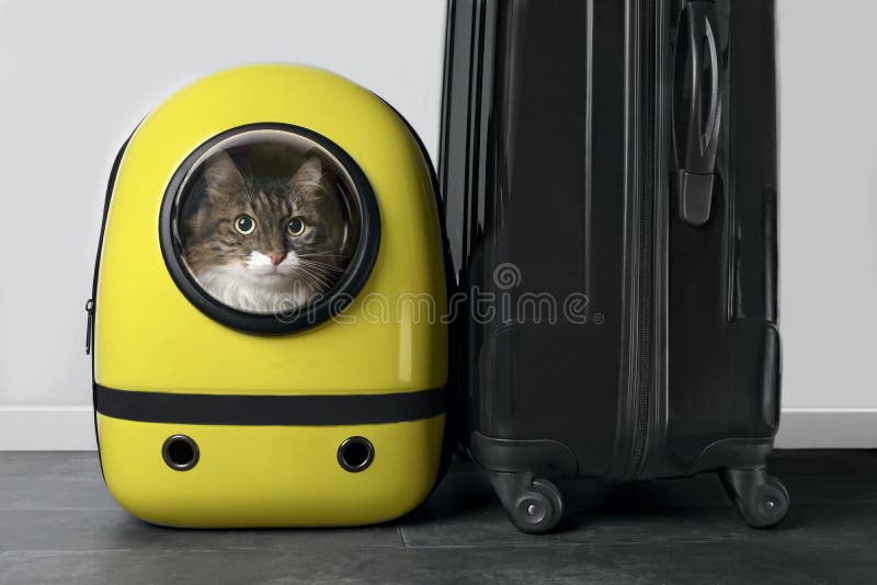 Il gatto principale dei pulcini sembra curioso di uscire da uno zaino accanto a una valigia