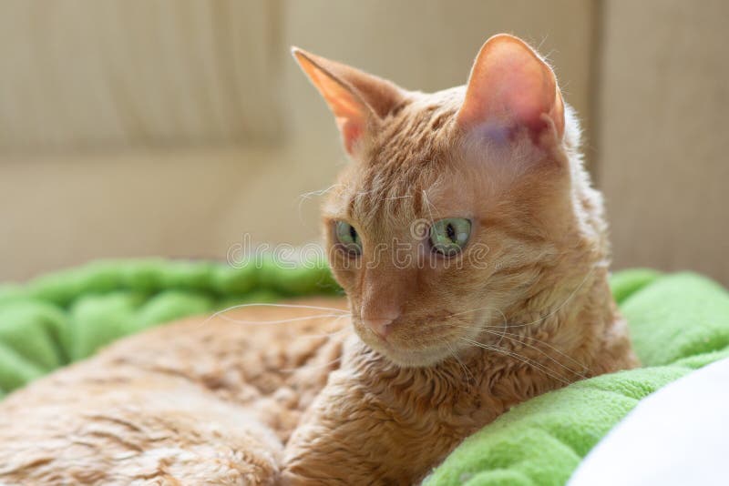 Il gatto riccio incantante Ural Rex si trova sul letto davanti alla finestra e sembra gli occhi verdi al lato fotografia stock Il gatto riccio incantante Ural Rex si trova sul letto davanti alla finestra e sembra gli occhi verdi al lato fotografia stock